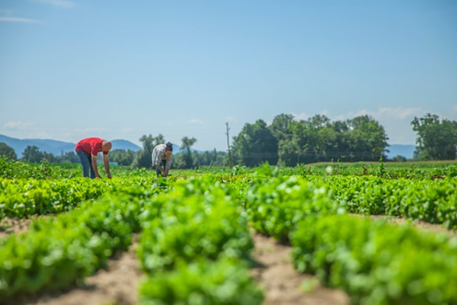 seguro agrario